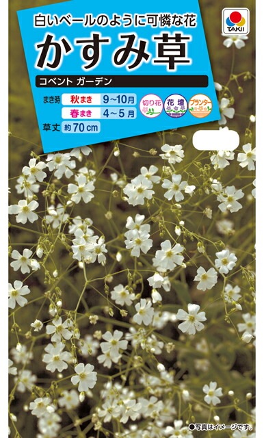 かすみ草種 【 コベントガーデン 】 小袋 （栽培用 種子 花 タキイ）