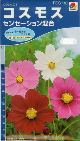 コスモス　センセーション混合（2ｍｌ）～花のタネ～