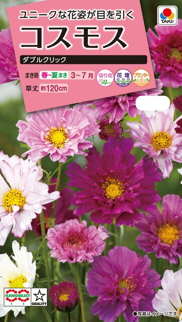 コスモス種 【 ダブルクリック 】 小袋 （栽培用 種子 花 タキイ）
