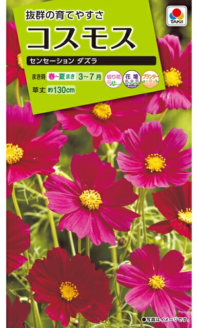 コスモス種 【 センセーション ダズラ 】 2ml （栽培用 種子 花