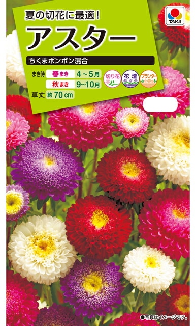 アスター種 【 ちくまポンポン混合 】 小袋 （栽培用 種子 花 タキイ）