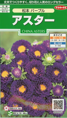 アスター種 【 松本パープル 】 実咲小袋 （栽培用 種子 花 サカタ）