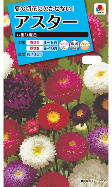 アスター種 【 八重咲混合 】 小袋 （栽培用 種子 花 タキイ）