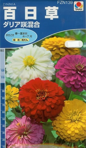 百日草　ダリア混合（2.5ml）　～花のタネ～