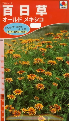 百日草　オールドメキシコ（2ml）　～花のタネ～