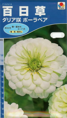 百日草　ダリア咲ポーラベア（2.5ml）　～花のタネ～