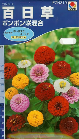 百日草　ポンポン咲混合（2.5ml）　～花のタネ～