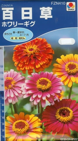 百日草　ホワリーギグ（2.5ml）　～花のタネ～