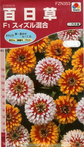 百日草　Ｆ1スィズル混合（20粒）　～花のタネ～