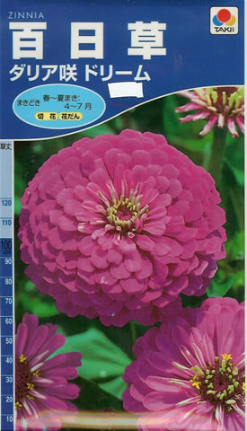 百日草　ダリア咲ドリーム（2.5ml）　～花のタネ～