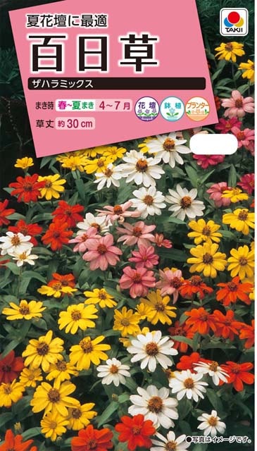 百日草種 【 ザハラミックス 】 30粒 （栽培用 種子 花 タキイ）