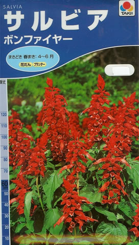 サルビア　ボンファイヤー(0.6ml)　～花のタネ～