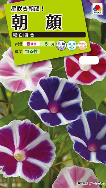 朝顔種 【 曜白混合 】 実咲小袋 （栽培用 種子 花 サカタ）