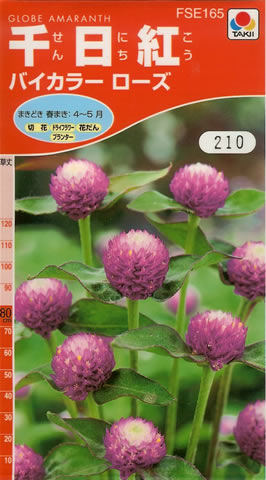 千日紅種 【 バイカラーローズ 】 小袋 （栽培用 種子 花 タキイ）