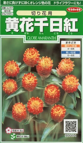 千日紅種 【 黄花千日紅 切り花用 】 実咲小袋 （栽培用 種子 花 サカタ）