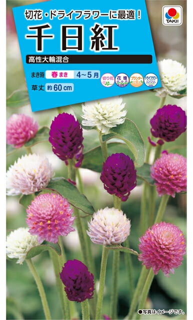 千日紅種 【 高性大輪混合 】 小袋 （栽培用 種子 花 タキイ）