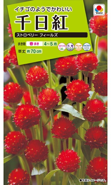 千日紅種 【 ストロベリーフィールズ 】 小袋 （栽培用 種子 花 タキイ）