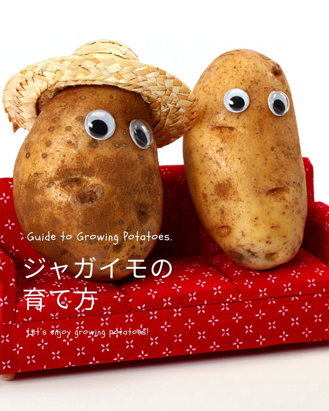 ※8月下旬発送<br>ジャガイモ種芋 【 アンデス赤 】 サイズ混合　5キロ　（種芋 栽培用）【検品合格済品】