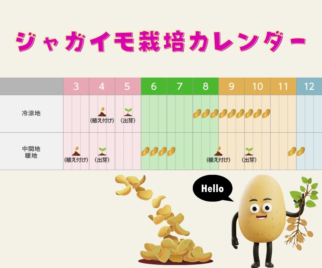 ※8月下旬発送<br>ジャガイモ種芋 【 アンデス赤 】 サイズ混合　5キロ　（種芋 栽培用）【検品合格済品】