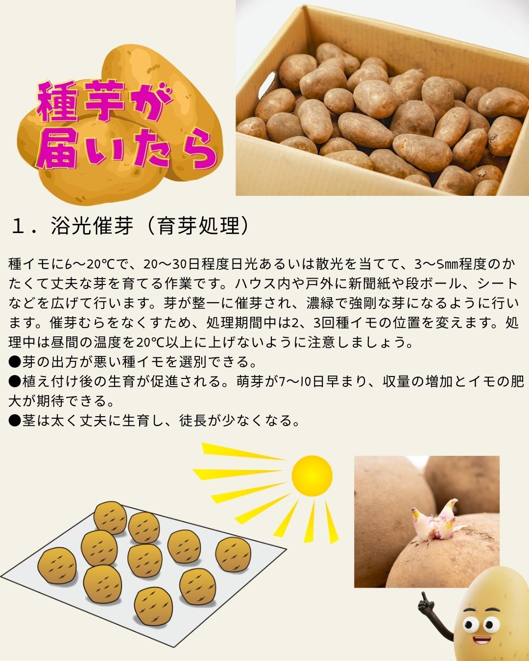 ※8月下旬発送<br>ジャガイモ種芋 【 アンデス赤 】 サイズ混合　5キロ　（種芋 栽培用）【検品合格済品】