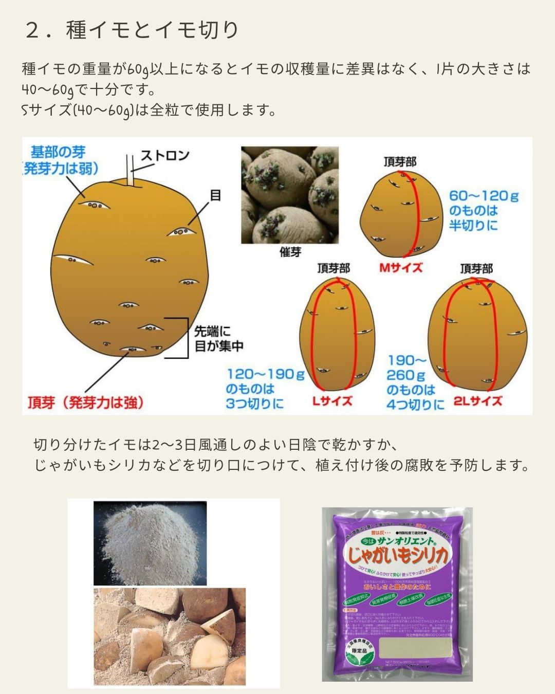 ※8月下旬発送<br>ジャガイモ種芋 【 アンデス赤 】 サイズ混合　5キロ　（種芋 栽培用）【検品合格済品】