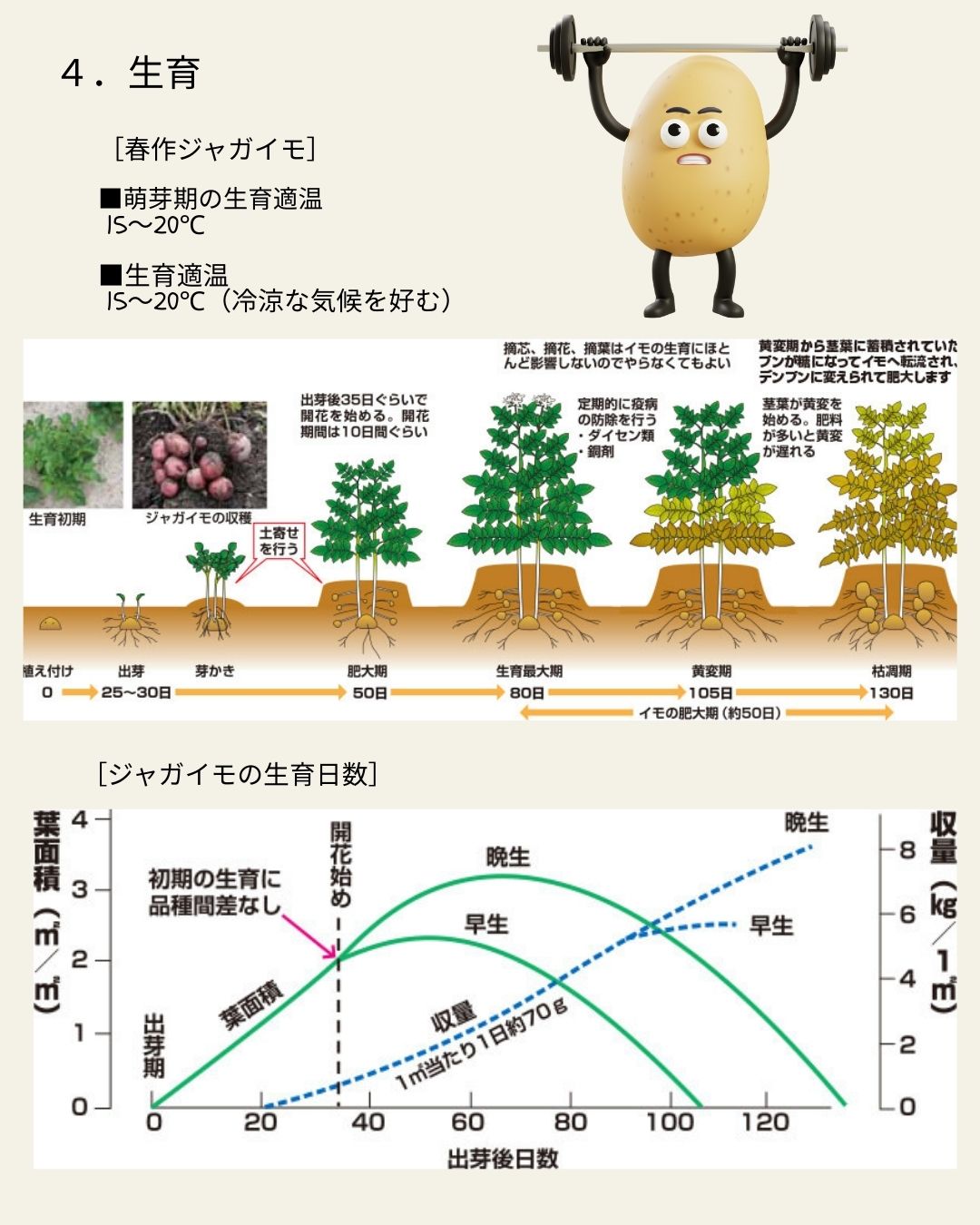 ※8月下旬発送<br>ジャガイモ種芋 【 アンデス赤 】 サイズ混合　5キロ　（種芋 栽培用）【検品合格済品】