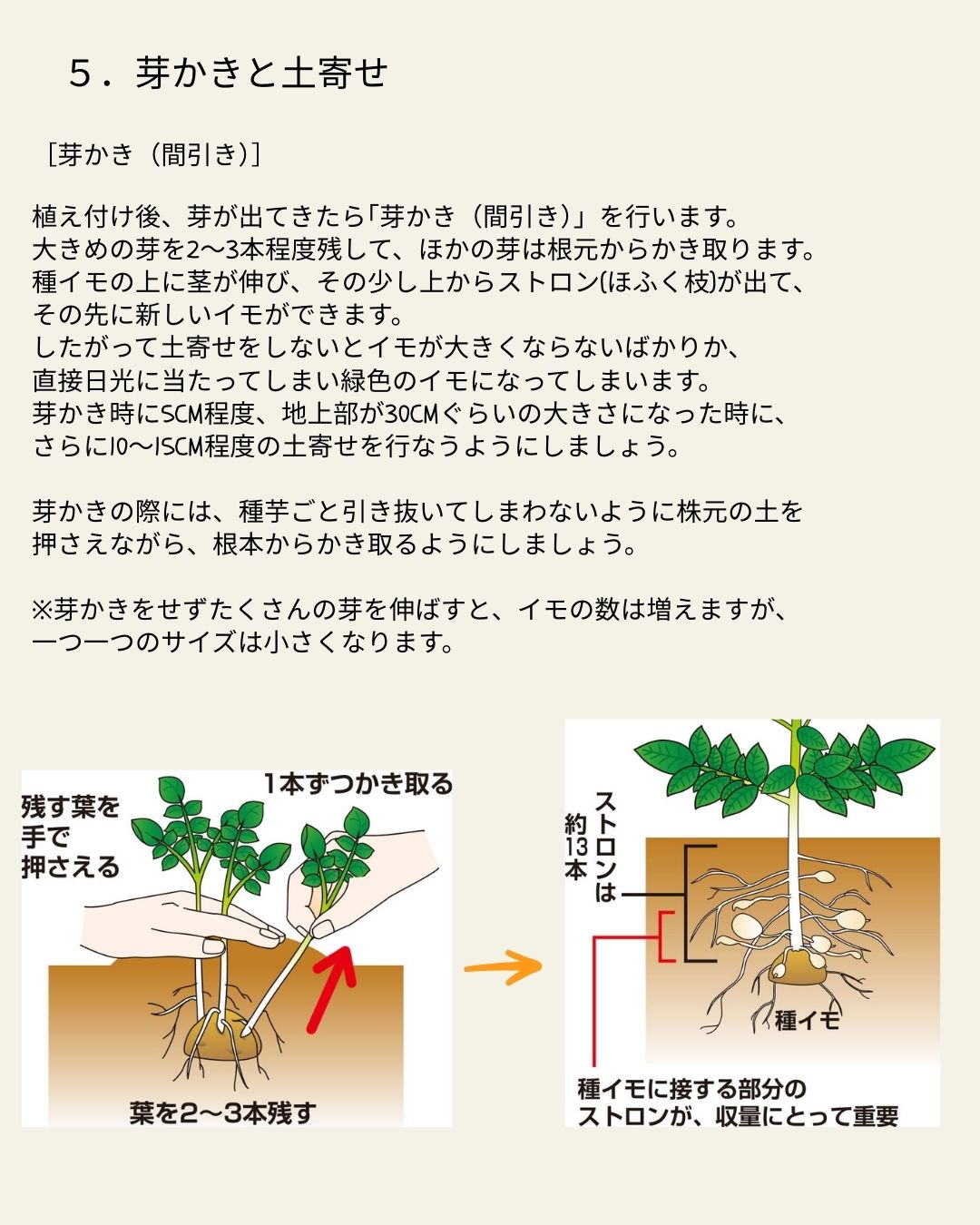 ※8月下旬発送<br>ジャガイモ種芋 【 アンデス赤 】 サイズ混合　5キロ　（種芋 栽培用）【検品合格済品】