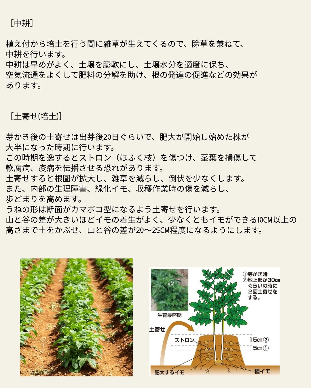 ※8月下旬発送<br>ジャガイモ種芋 【 アンデス赤 】 サイズ混合　5キロ　（種芋 栽培用）【検品合格済品】