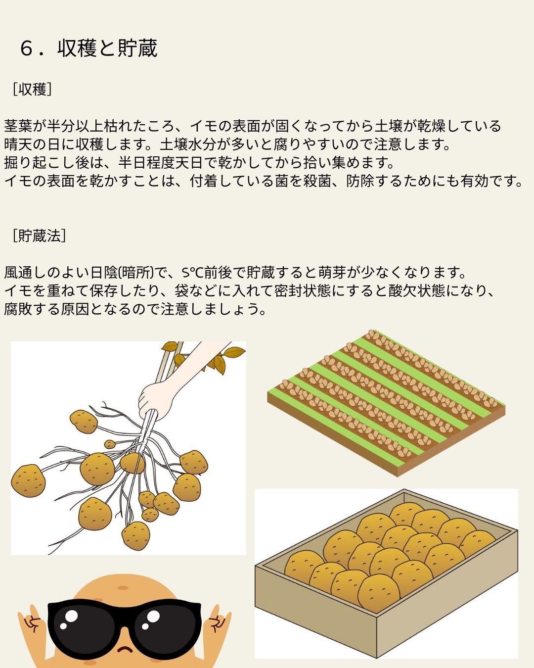 ※8月下旬発送<br>ジャガイモ種芋 【 アンデス赤 】 サイズ混合　5キロ　（種芋 栽培用）【検品合格済品】