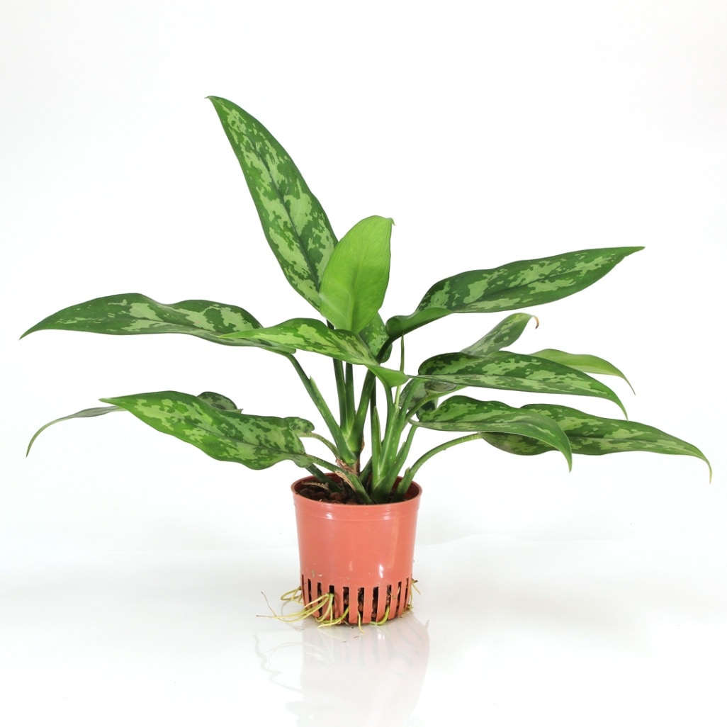 ハイミニ苗（9Φ・３号）アグラオネマ マリア