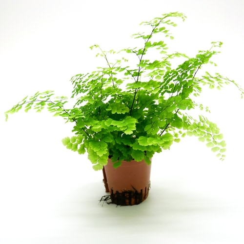 ハイミニ苗（9Φ・３号）アジアンタム