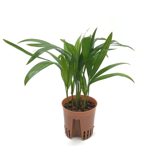 ハイミニ苗（9Φ・３号）アレカヤシ