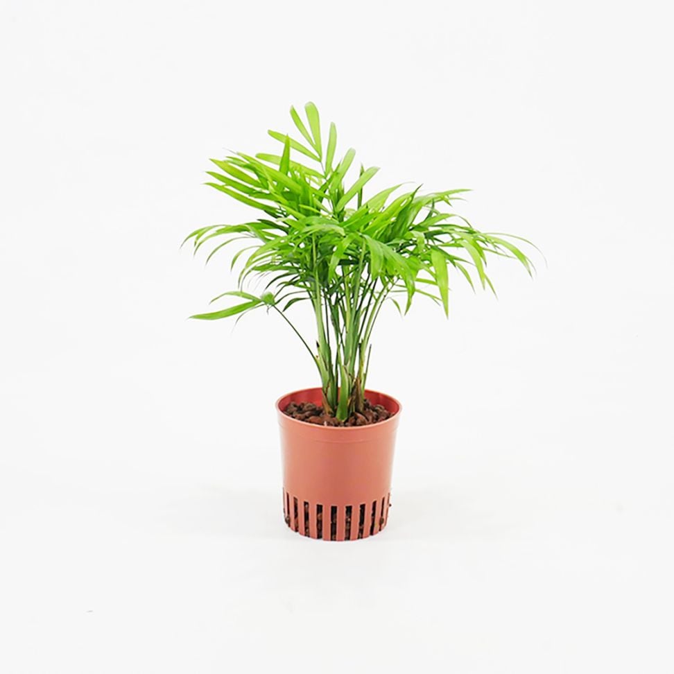 ハイミニ苗（9Φ・３号）テーブルヤシ