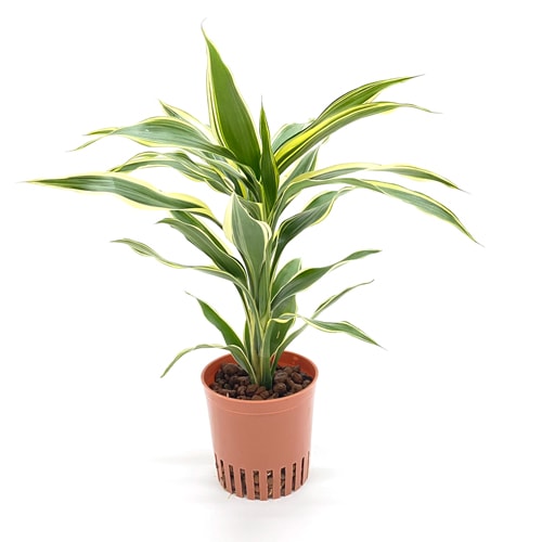 ハイミニ苗（9Φ・３号）ドラセナ・サンデリアーナ ホワイト