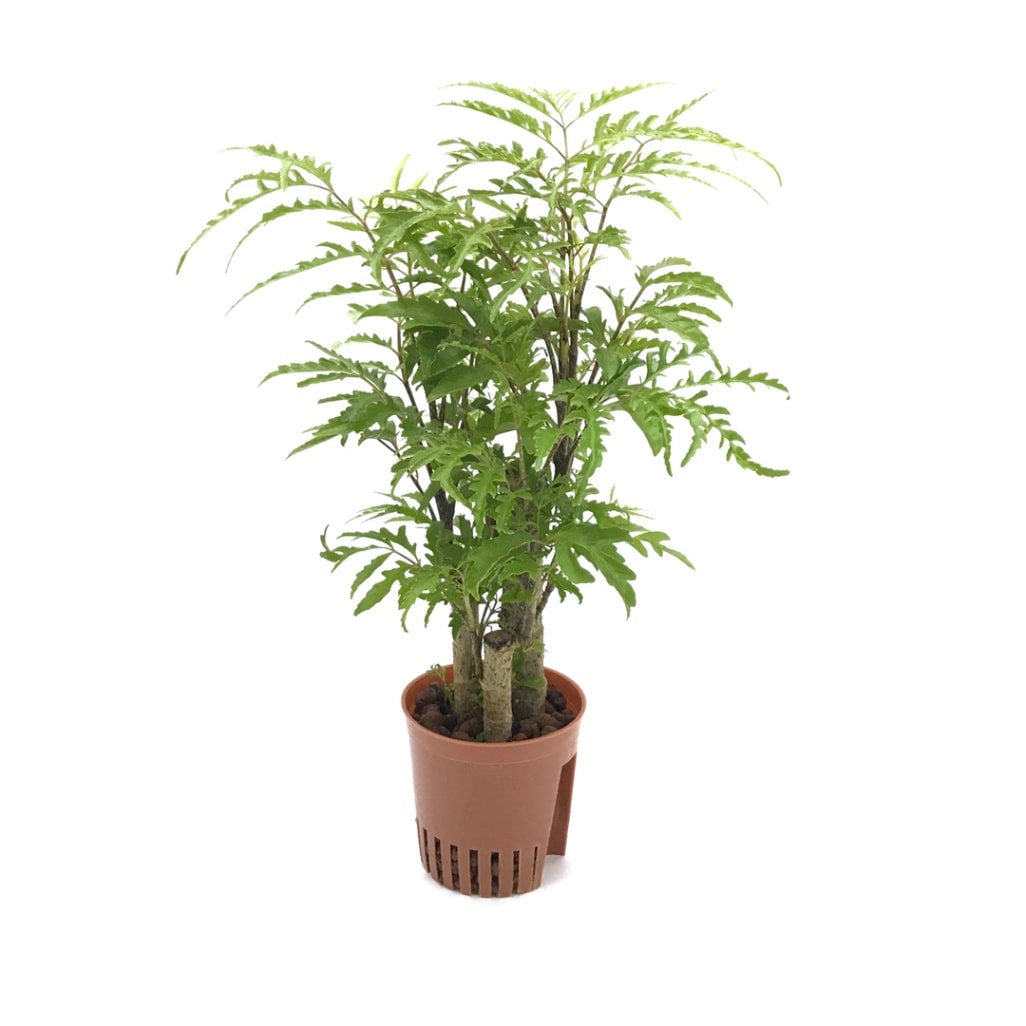 ハイミニ苗（9Φ・３号）ポリシャス フィリシフォリア