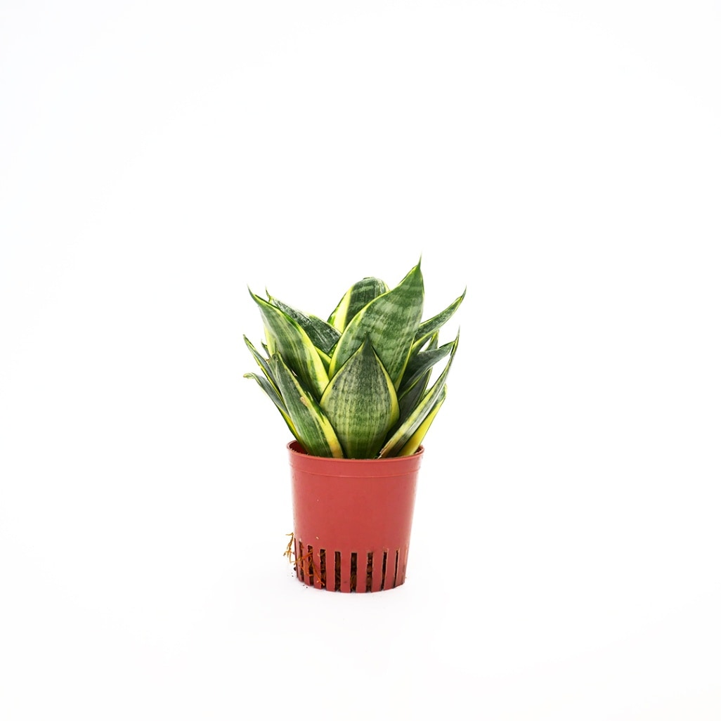 ハイミニ苗（9Φ・３号）サンセベリア グリーングランデ