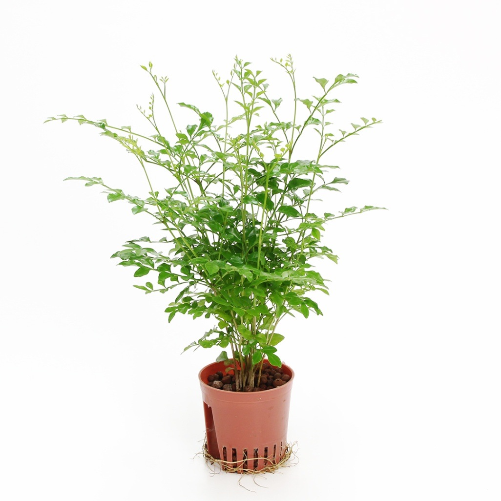 ハイミニ苗（9Φ・３号）シマトネリコ