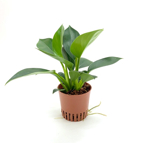 ハイミニ苗（9Φ・３号）フィロデンドロン グリーンプリンセス