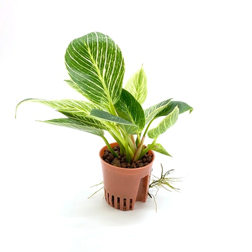 ハイミニ苗（9Φ・３号）フィロデンドロン バーキン