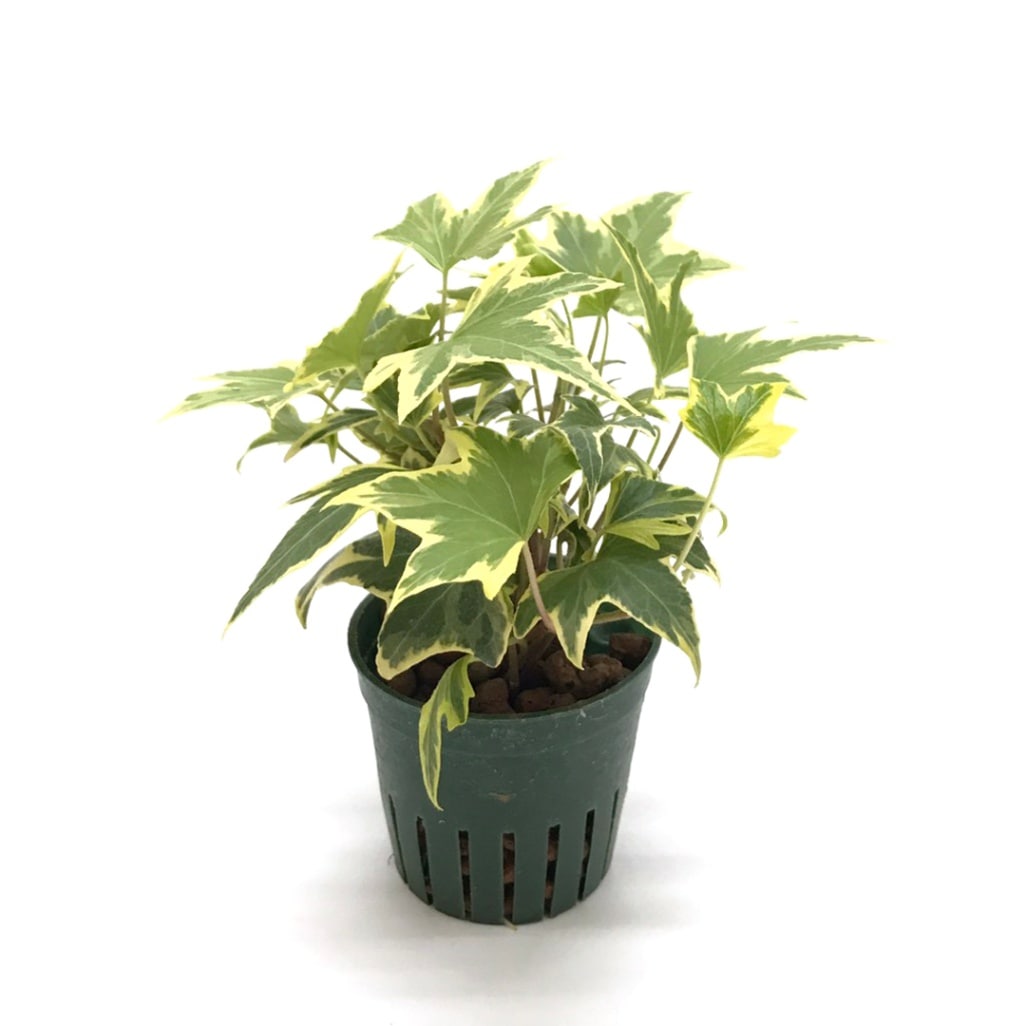 キュート苗（6Φ・2号）ヘデラ（アイビー） イエローリップル