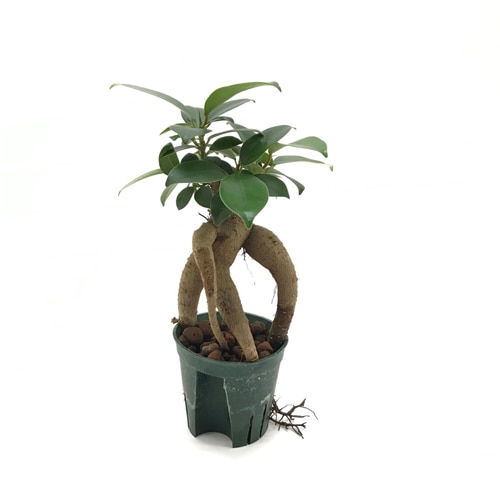 キュート苗（6Φ・2号）ガジュマル（人参タイプ）