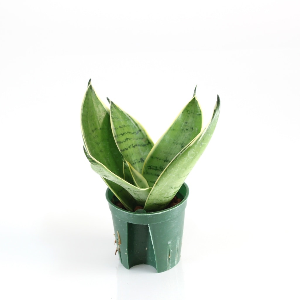 キュート苗（6Φ・2号）サンセベリア シルバーハニー