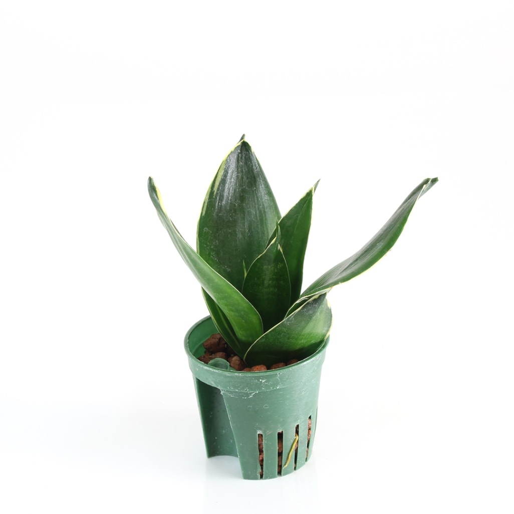 キュート苗（6Φ・2号）サンセベリア イエローマージン