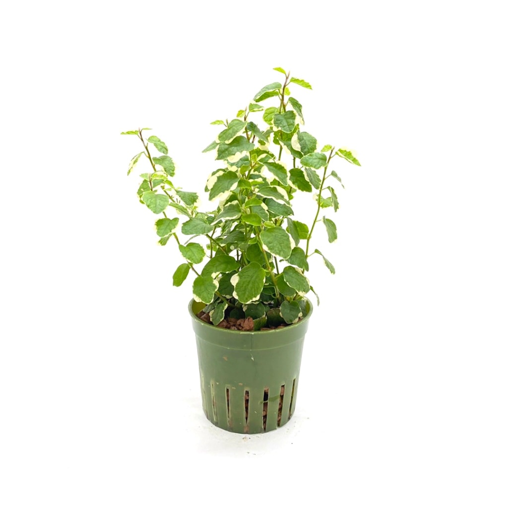 キュート苗（6Φ・2号）フィカス・プミラ サニーホワイト