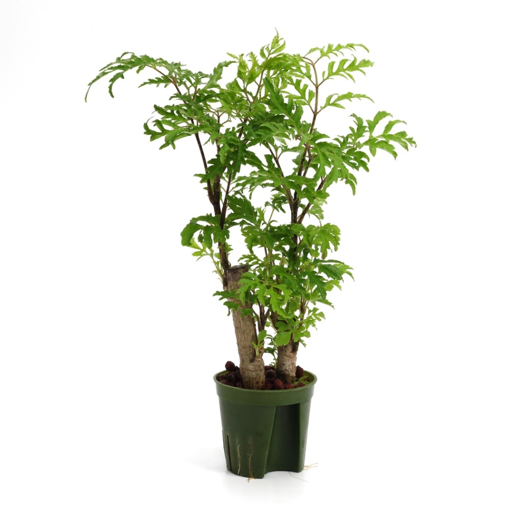 キュート苗（6Φ・2号）ポリシャス　フィリシフォリア