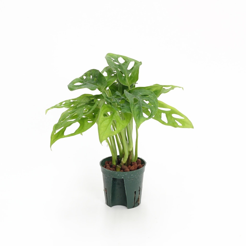 キュート苗（6Φ・2号）マドカズラ