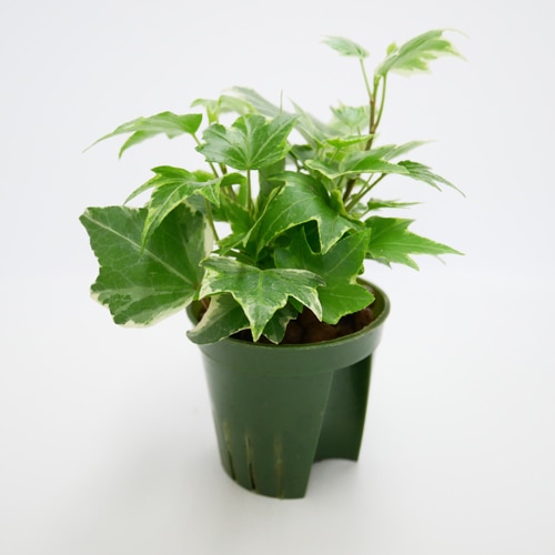 キュート苗（6Φ・2号）ヘデラ（アイビー） ホワイトリップル