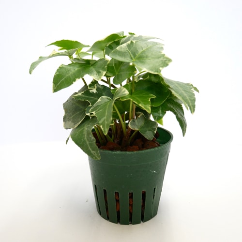 キュート苗（6Φ・2号）ヘデラ（アイビー） グレイシャー