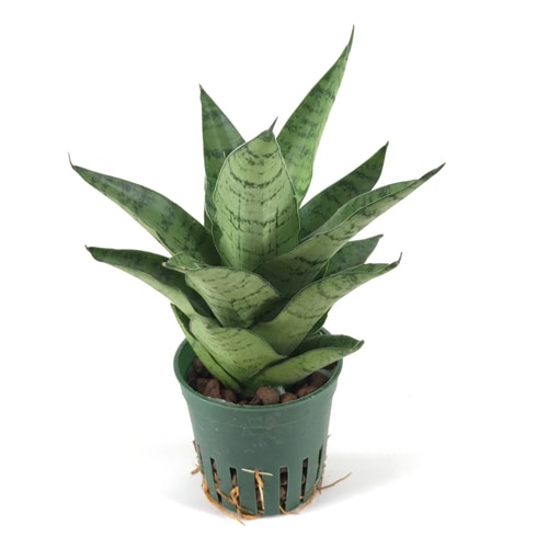 キュート苗（6Φ・2号）サンセベリア ハイブリッド