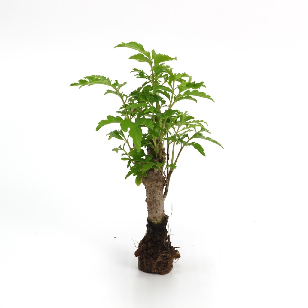 オアシス苗　ポリシャス フィリシフォリア